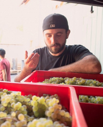 teaser Cool Climate Weingut Barth